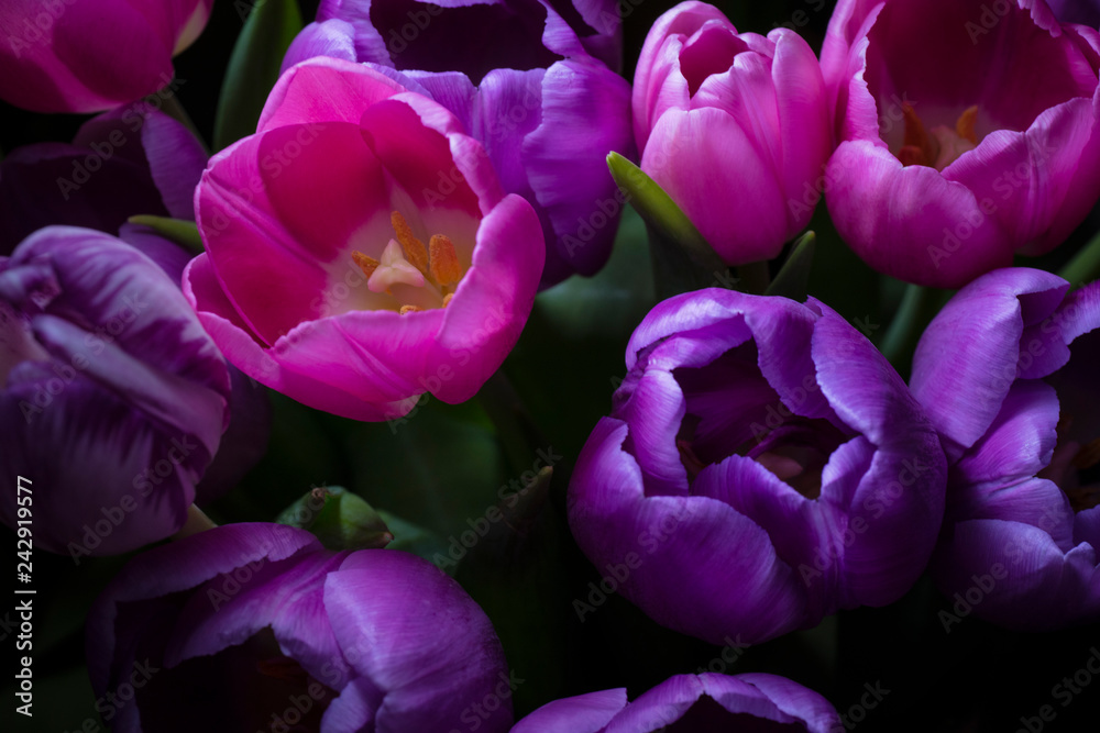 Fototapeta Podświetlane tulipany w ciemności