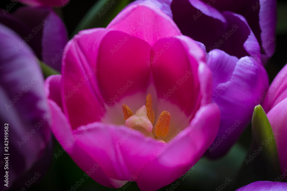 Back lit tulip with dark background