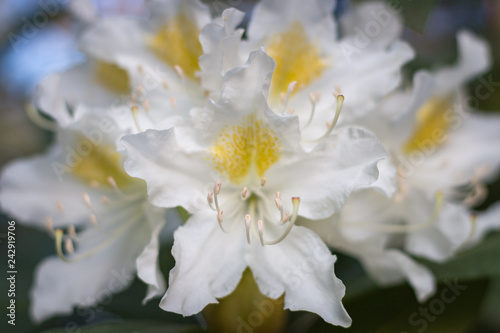 Fototapeta Naklejka Na Ścianę i Meble -  Close-up of white rhododendron flower in full bloom in a garden