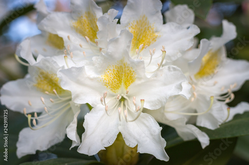 White rhododendron flower in full bloom