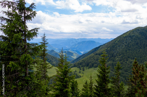 The forest in the national park Mala Fatra, Slovakia.