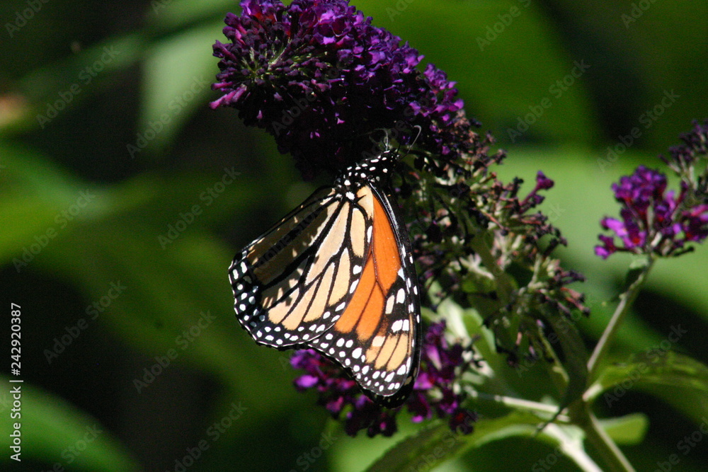 monarch butterfly feeding on purple butterfly bush flowers in garden monarch butterfly feeding on purple butterfly bush flowers in garden