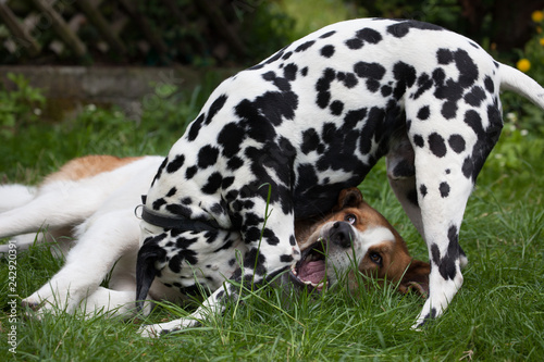 Hunde beim Bei  spiel