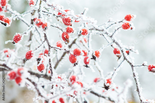 The bush of hips with red berries is covered with frost in the winter. Background of berries wild rose_