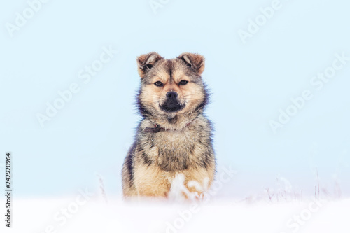 A small dog in the snow against the background of a light blue sky . Animals in the winter_ © Volodymyr