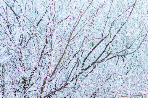 The background of the thick branches of the tree covered with frost_