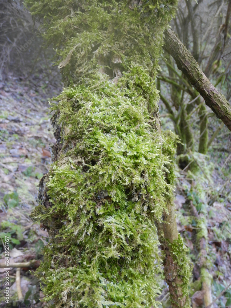 Moss on a tree trunk