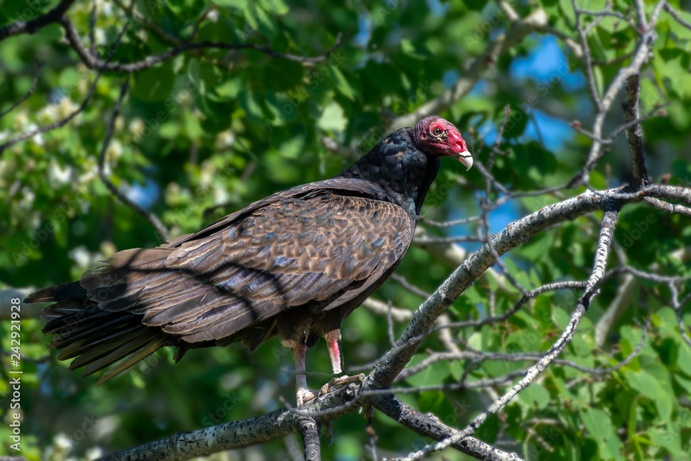 Turkey Vulture Perched in a Tree with Green Background Turkey Vulture Perched in a Tree with Green Background