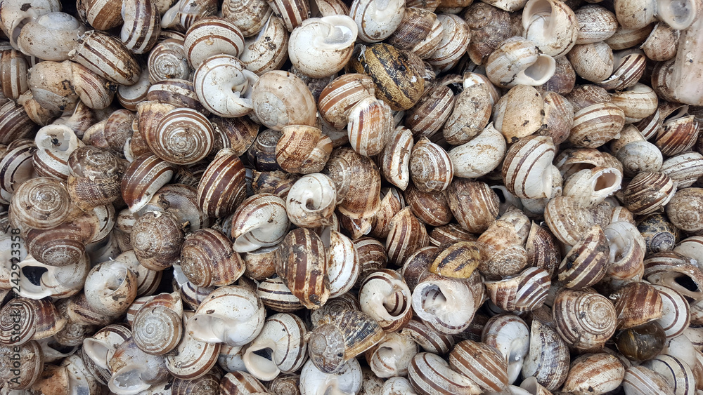 Raw snails in shells alive for sale