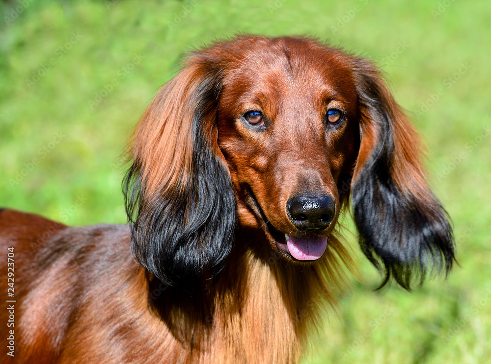 Dachshund long-haired portrait. The portrait of long-haired Dachshund.