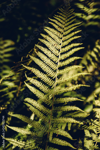 Autumn fern leaves in forest © seva_blsv