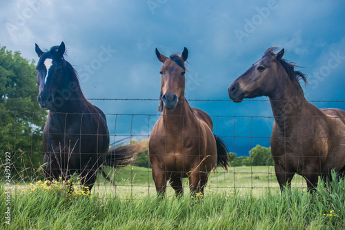 Fototapeta Naklejka Na Ścianę i Meble -  Horse Farm