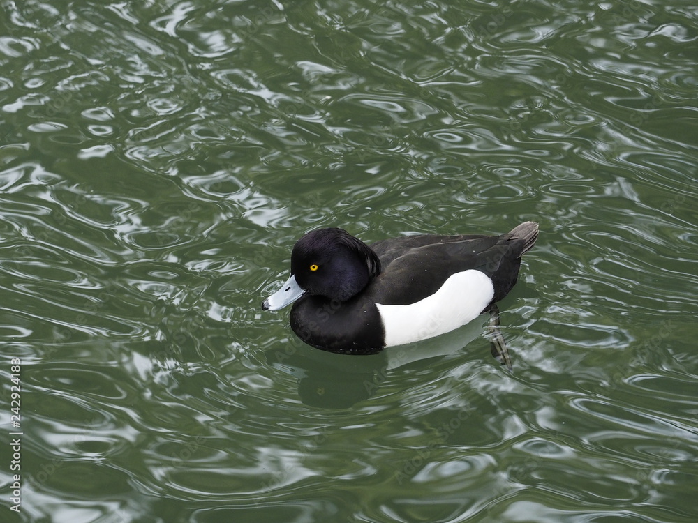 Fototapeta premium Tufted duck in the water