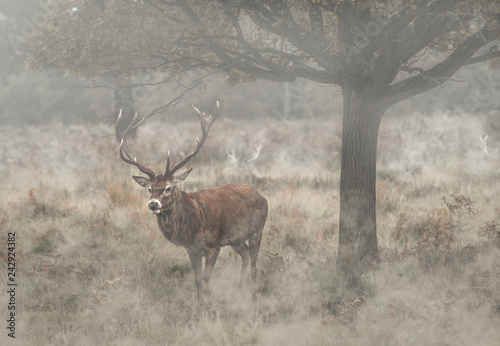 Deer in the fog