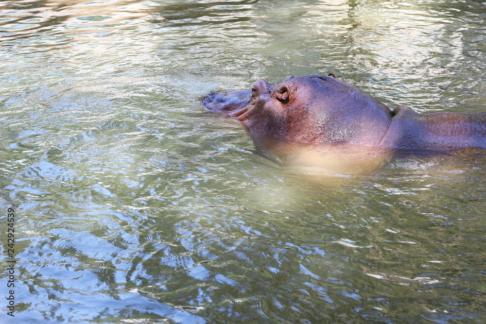 Fototapeta premium hippopotamus in water