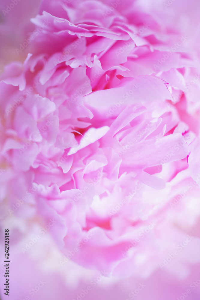 Fototapeta premium Large fresh opened peony flowers. Close-up pink flower petals and beautiful soft bokeh.