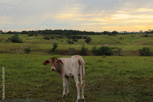 Pequeña vaca en el campo.