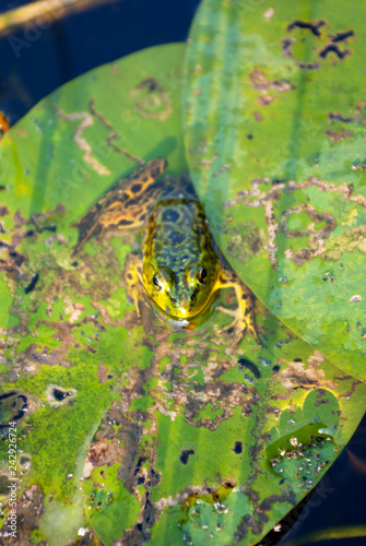 green frog on lily leaf floating in a pond