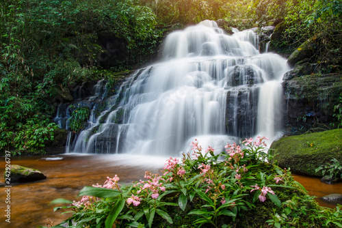 Tropical forest jungle river stream waterfall mountain landscape nature plant and Pink Habenaria rhodocheila at phetchabun waterfall