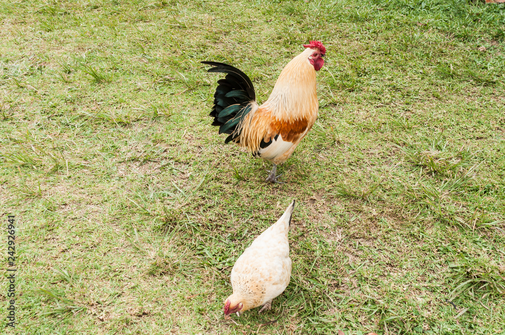 Fototapeta premium farm animals, rooster and hen in natural environment