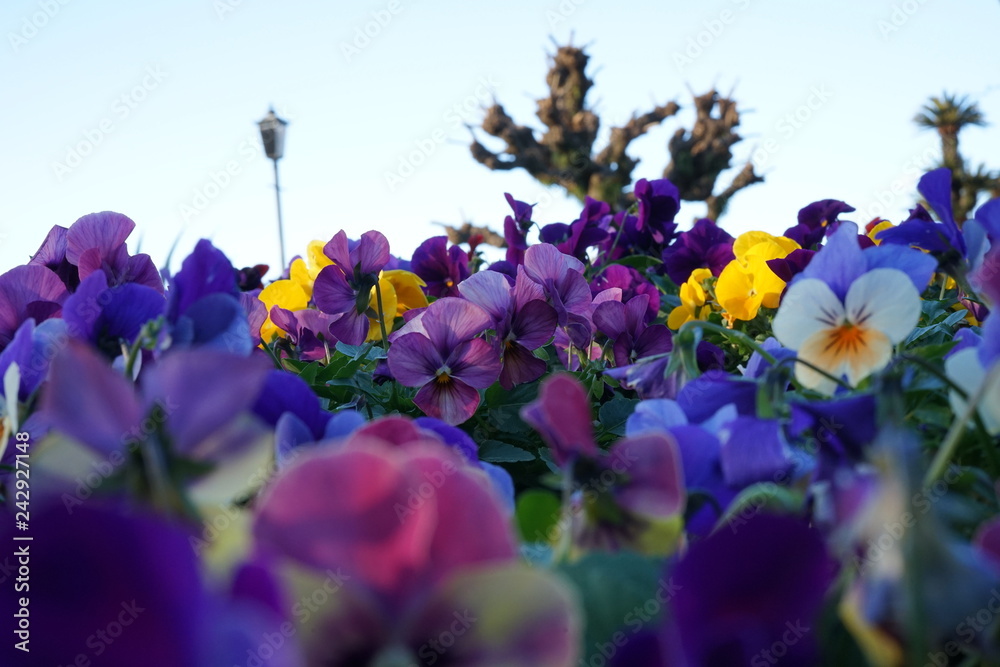 青 紫 黄色 白色の花畑 Stock Photo Adobe Stock