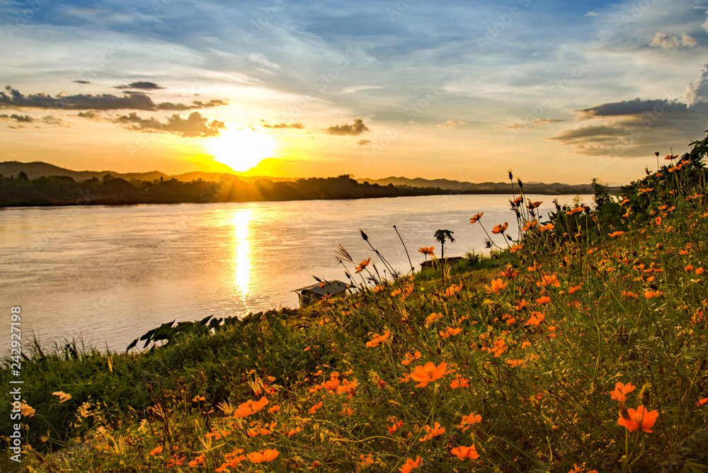 Sunset River / Beautiful landscape blue and yellow sky at Mekong River with calendula yellow flower field on riverside