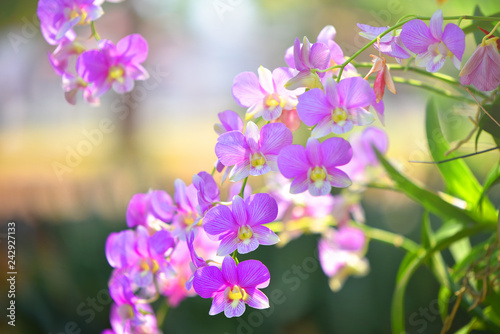 Fototapeta Naklejka Na Ścianę i Meble -  Orchid pink purple flower blur autumn beautiful yellow nature colorful background