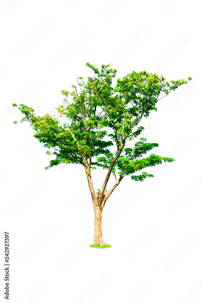 Isolated trees with clipping path on white background use for decoration architecture website , magazine and advertisement.