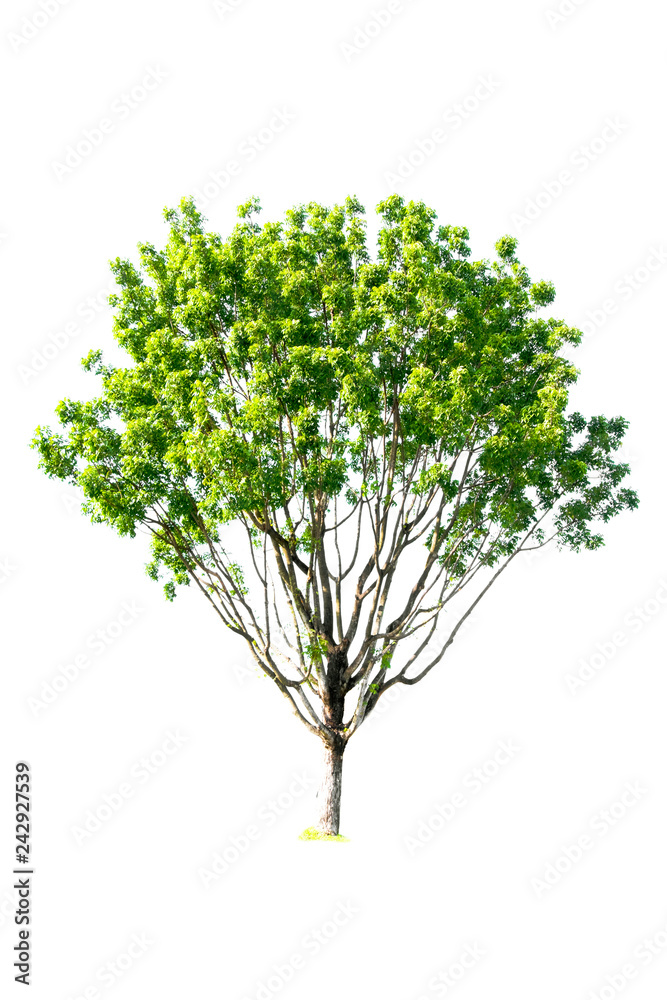 Isolated trees with clipping path on white background use for decoration architecture website , magazine and advertisement. Isolated trees with clipping path on white background use for decoration architecture website , magazine and advertisement.