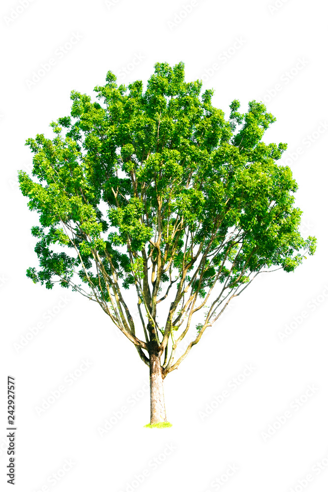 Isolated of tree on white background Isolated of tree on white background
