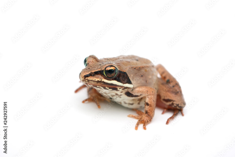 brown frog black eyes isolated on white background with light shadow brown frog black eyes isolated on white background with light shadow
