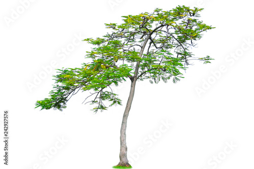 Isolated trees with clipping path on white background use for decoration architecture website   magazine and advertisement.