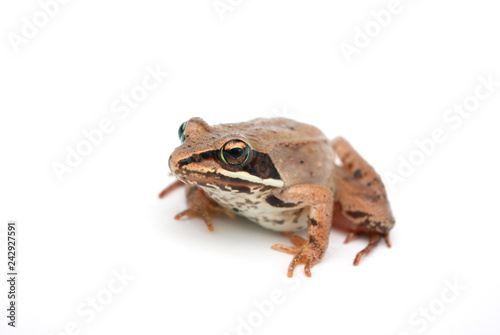 brown frog black eyes isolated on white background with light shadow