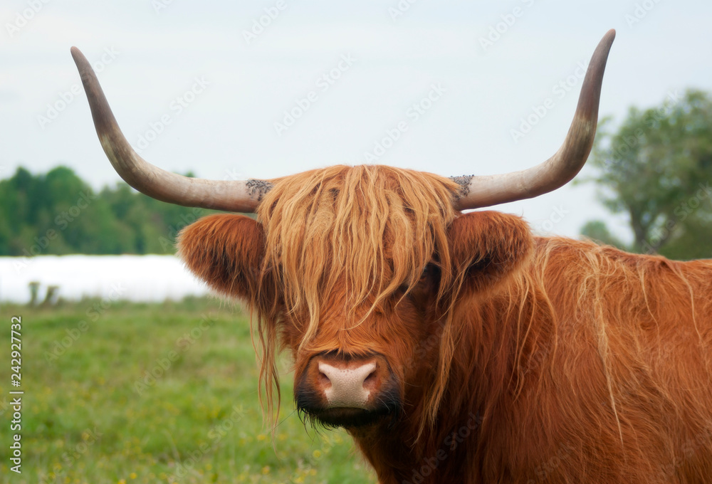 cow with long horns and brown shaggy cow with long horns and brown shaggy