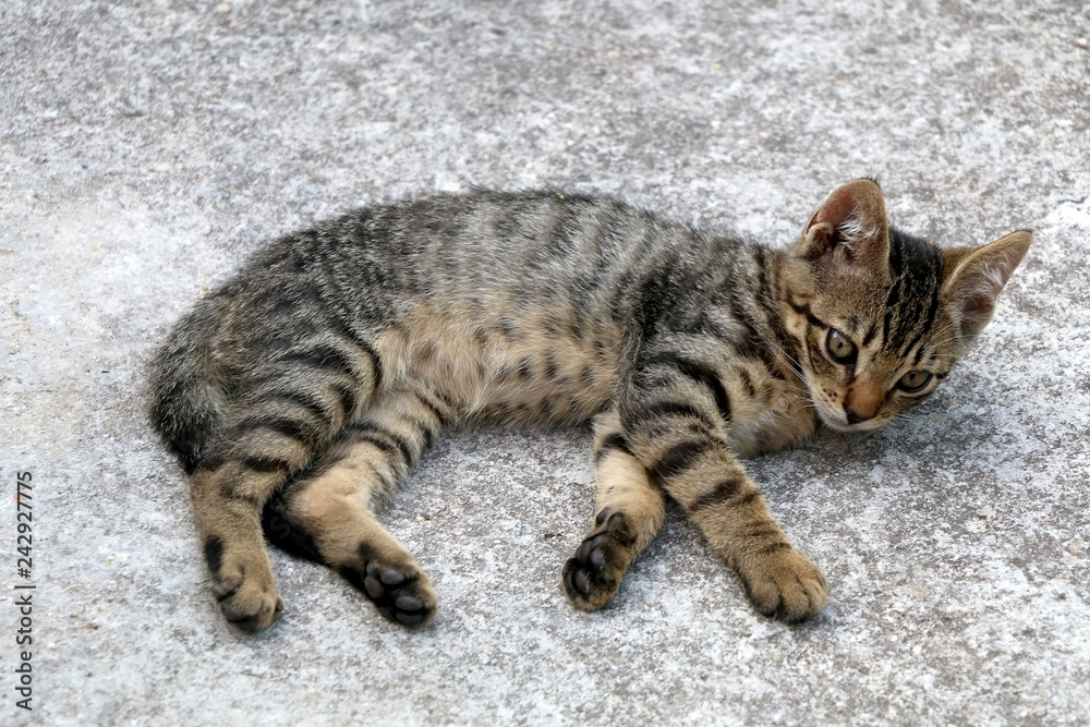 Cute brown tabby kitten sitting in a yard. Selective focus.