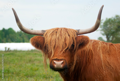 cow with long horns and brown shaggy