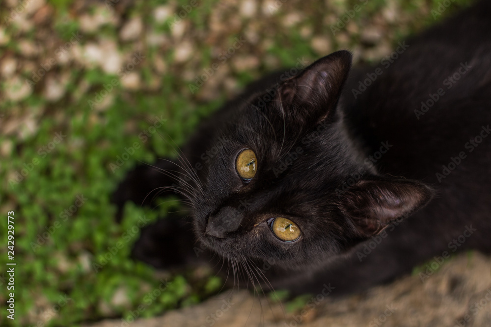black street cat with yellow eyes looking up at camera, soft focus