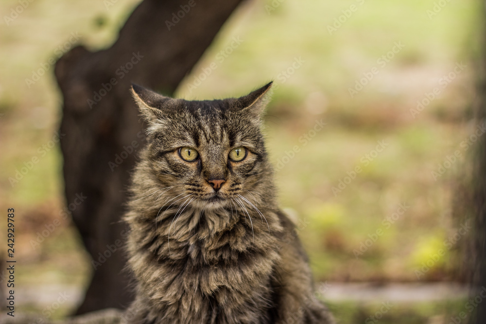 fluffy street cat animal portrait with funny surprised sight, what looking side ways, park outdoor nature environment