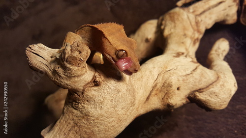 Crested Gecko Up Close Tongue Lick