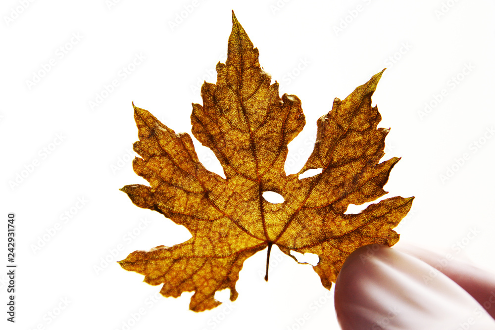 Grape leaf on white background Grape leaf on white background