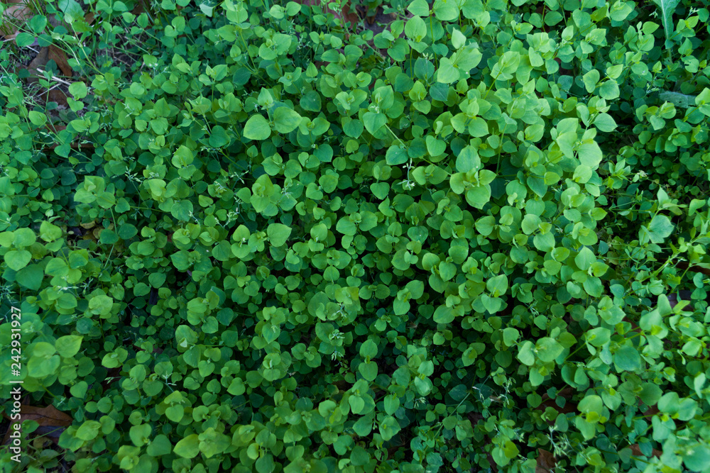 Green clover and ground cover. Green clover and ground cover.