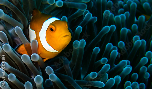 Clownfish in his anemone