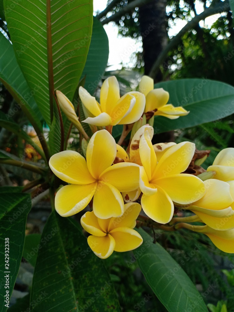Flower colorful. 862255 Flower colorful. 862255