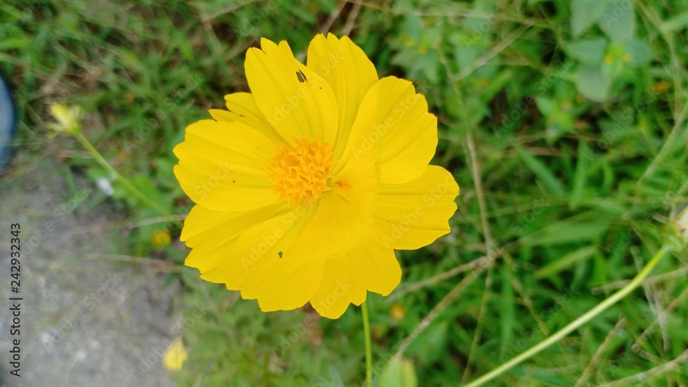 Flower colorful. 63256 Flower colorful. 63256