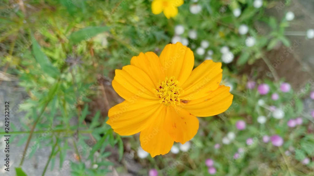 Flower colorful. 55896 Flower colorful. 55896