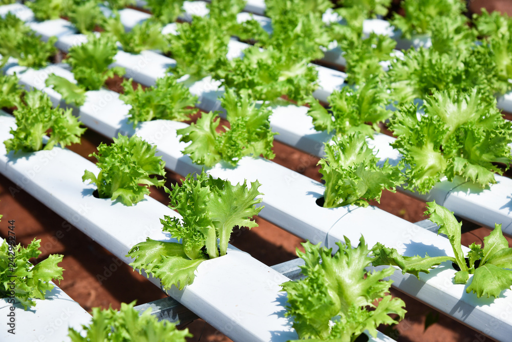 vegetable hydroponic system / young and fresh vegetable Frillice Iceberg salad growing garden hydroponic farm