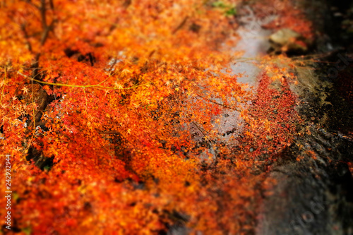 紅葉 © 瑞希 杉尾