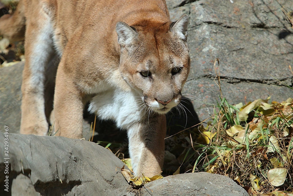 Fototapeta premium Cougar walking down mountain