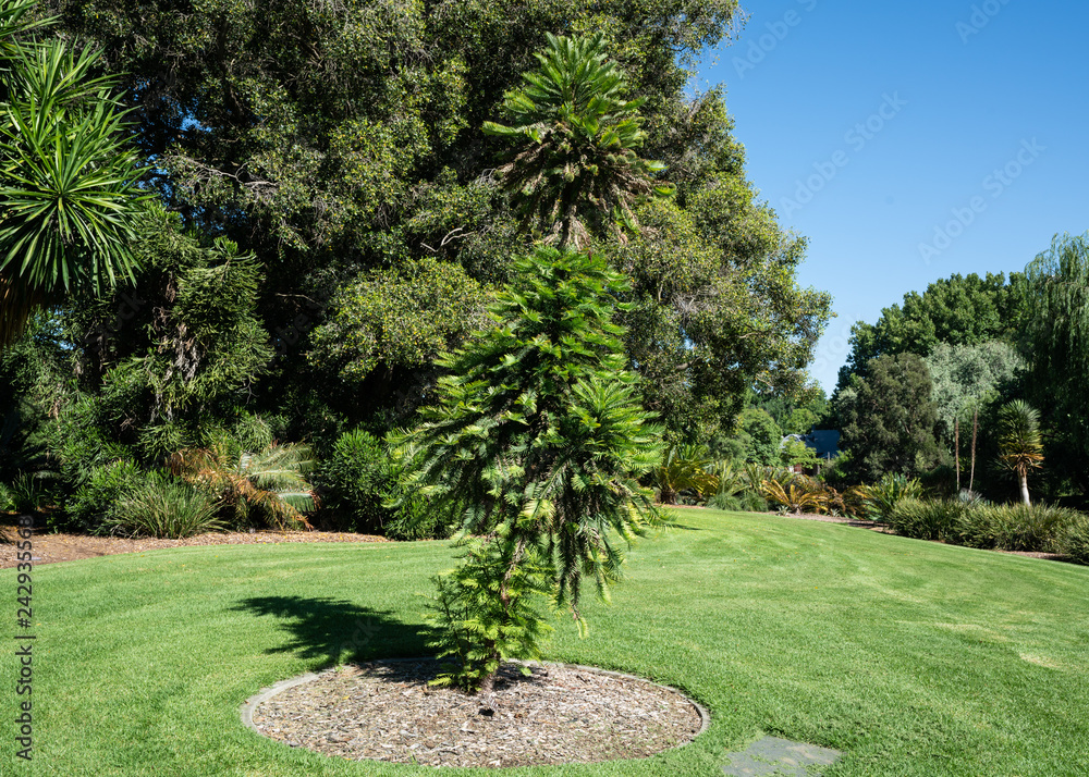Obraz premium Wollemi pine or wollemia nobilis a coniferous tree in Adelaide botanic gardens SA Australia