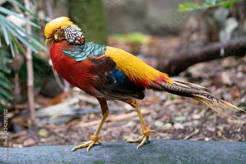 Male golden pheasant or Chinese pheasant Chrysolophus pictus photo